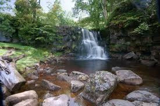 Hamsterley Forest