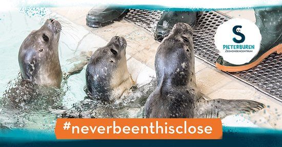 Zeehondencentrum Pieterburen