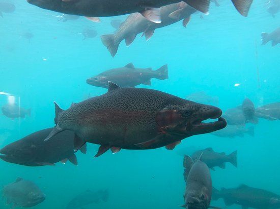 Queenstown Underwater Observatory