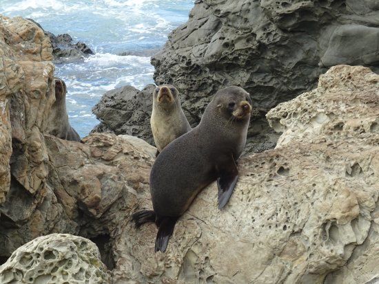 Ohau Point Seal Colony