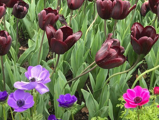 Shanghai Flower Port