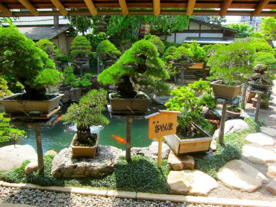 Shunkaen bonsai-museum