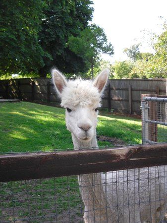 Belmont Children's Farm