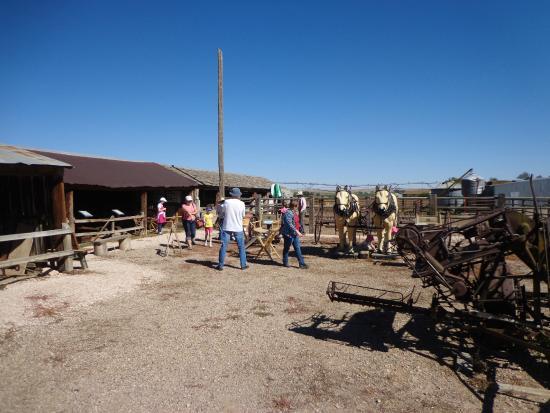 Bee Family Farm