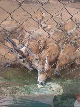 Adumalleshwara Temple
