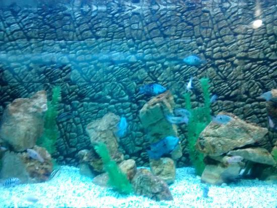 Jagdishchandra Bose Aquarium