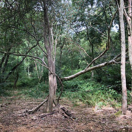 Millisons Wood Local Nature Reserve