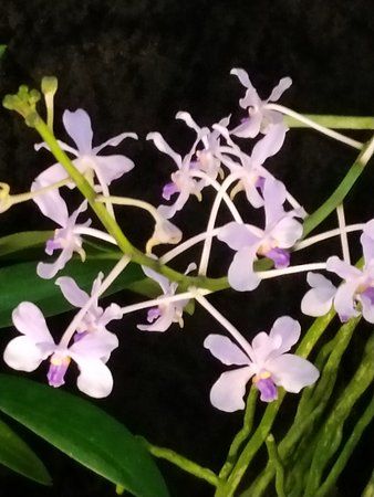 Parc des expositions de Dresde