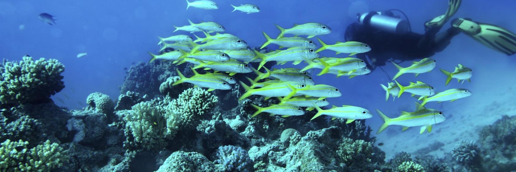 Reef Diving & Surfing Club