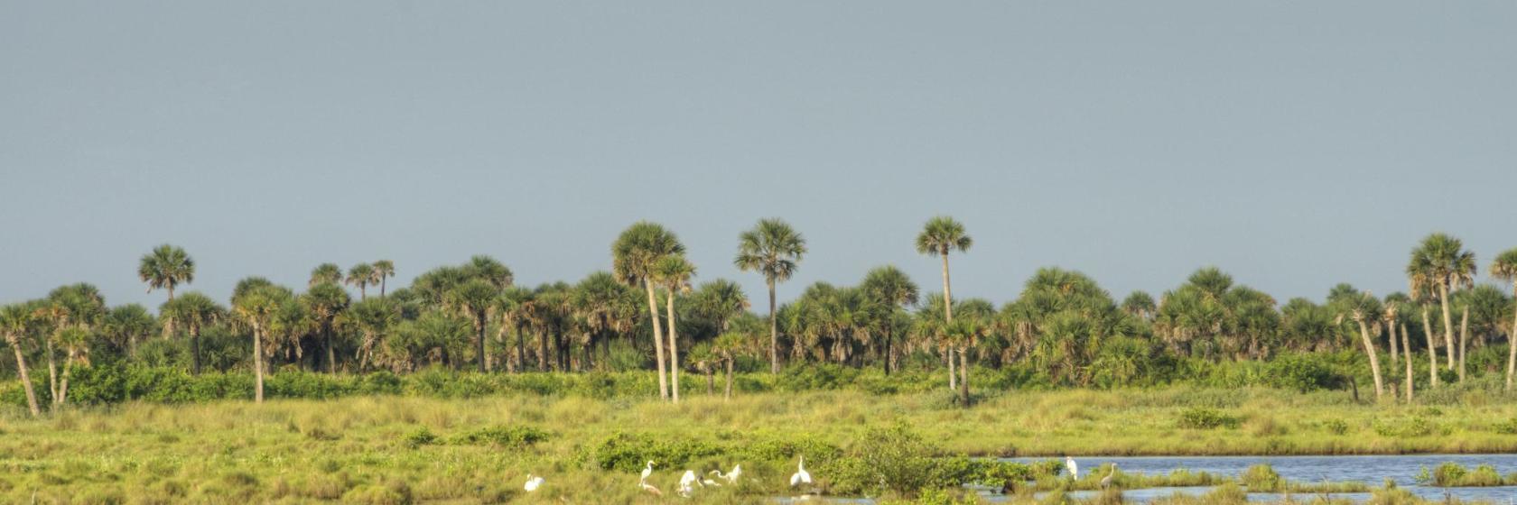 Merritt Island National Wildlife Refuge