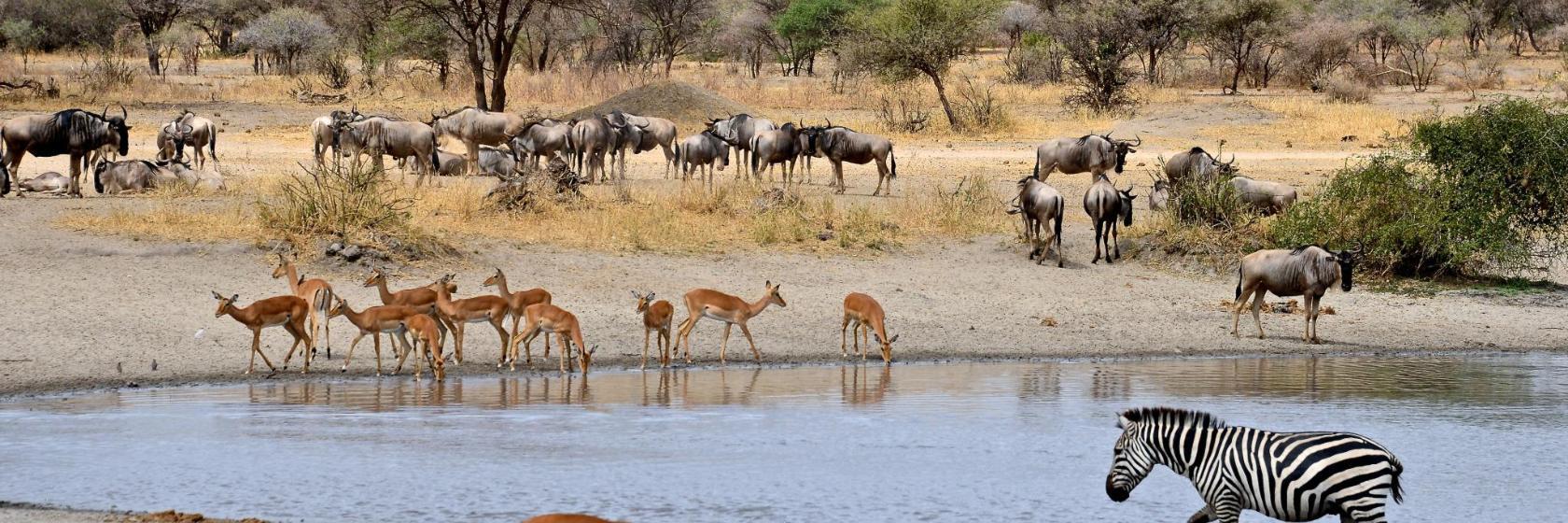 Parque Nacional de Paul Kruger