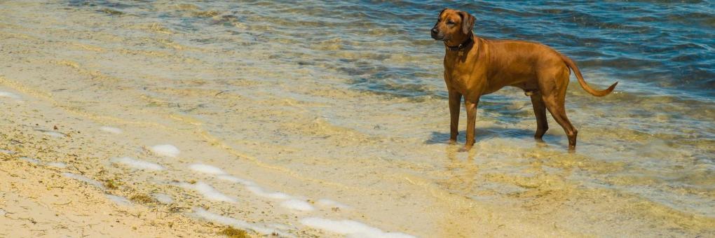 Dog Beach