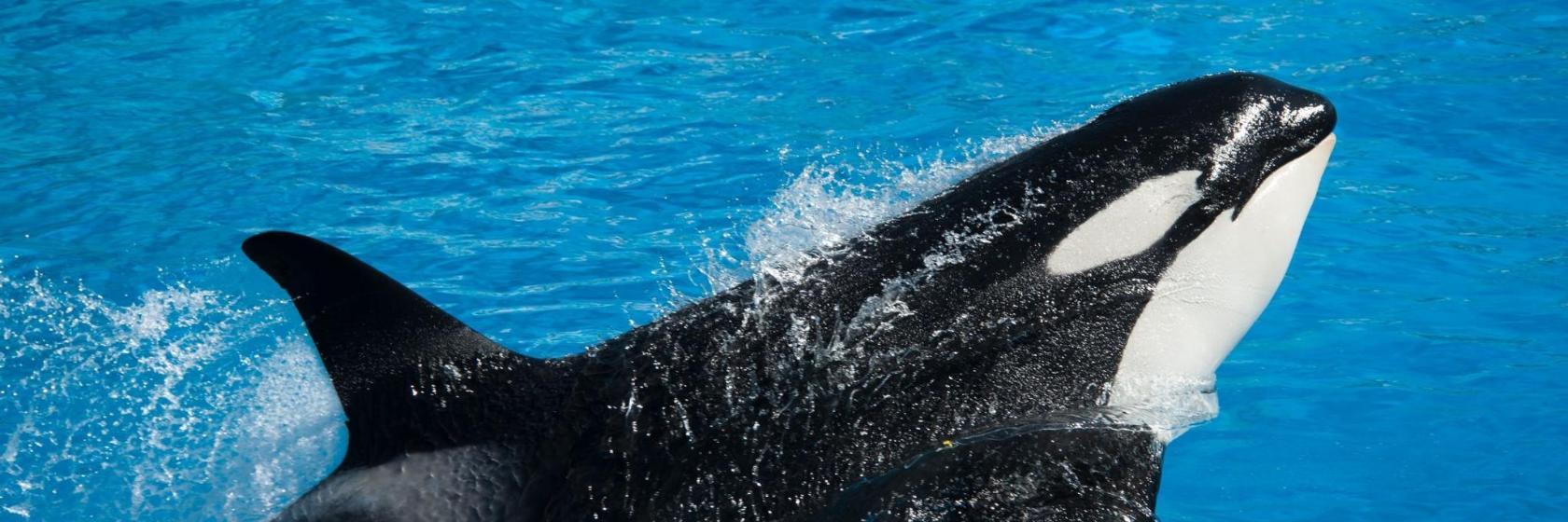 Parque Aquático SeaWorld Orlando