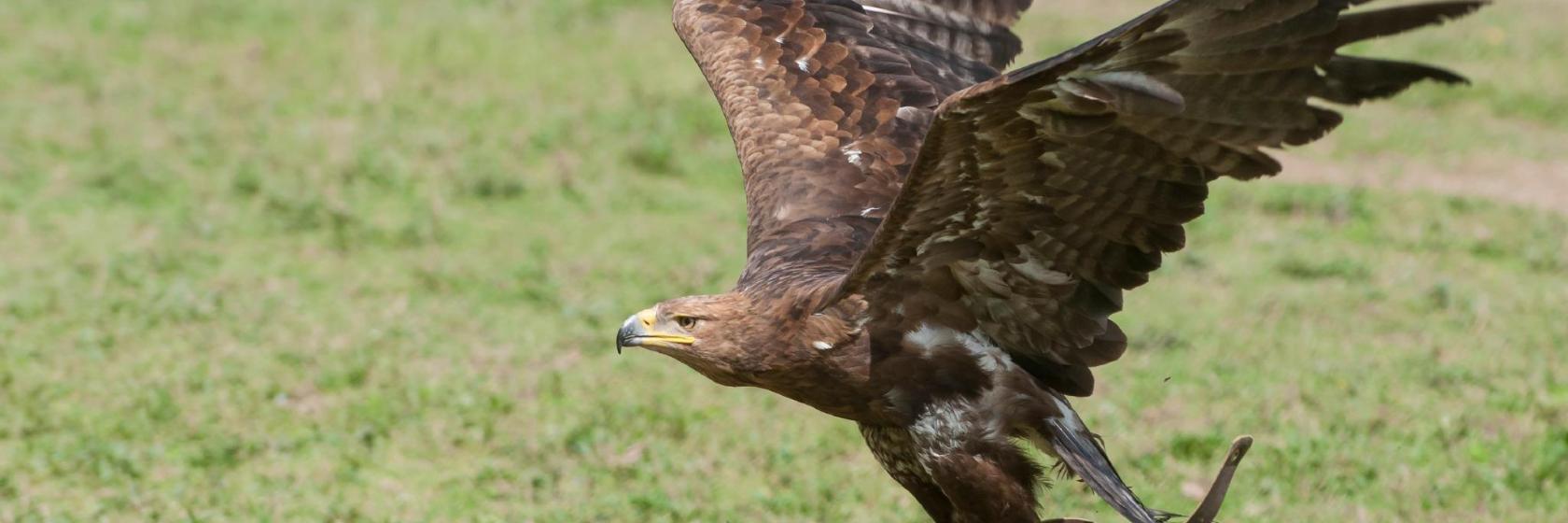 Adler-Flugschau Burg Landskron