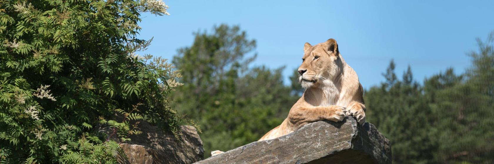Kristiansand Dyrepark