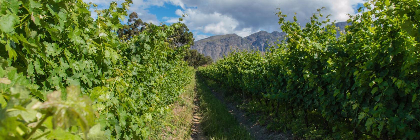 Cape Point Vineyards