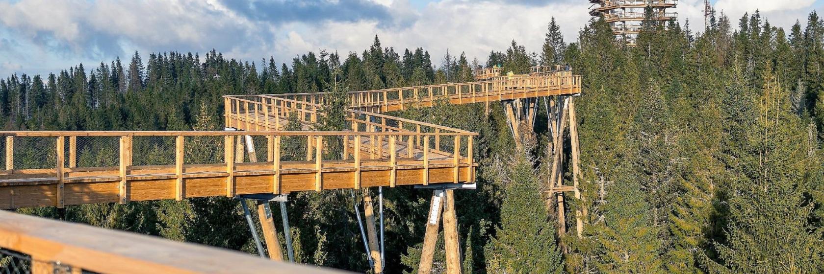 Ścieżka w koronach drzew