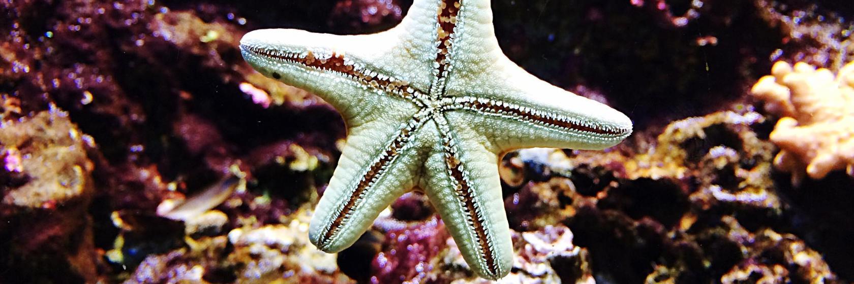 Acquario di Cattolica Le Navi