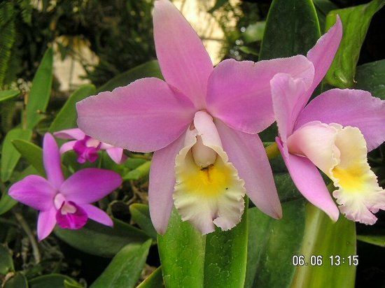 Jardin des Orchidées Pregetter