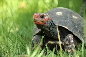A Cupulatta