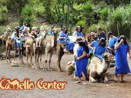 Camello Center