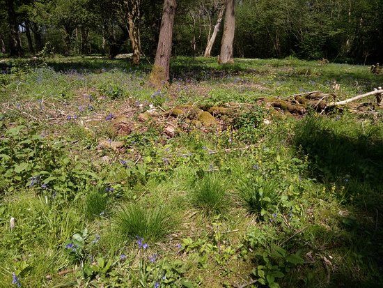 Wayland Wood