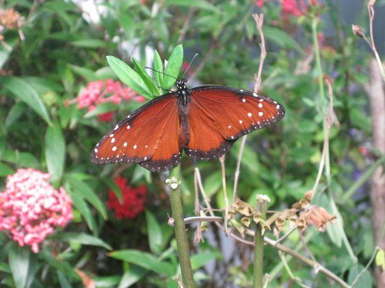 Homosassa Butterfly