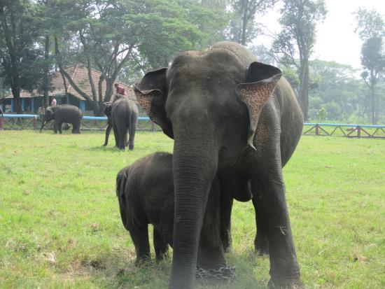 Dubare Elephant Camp
