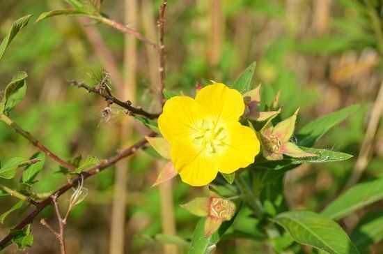 Largo Central Park Nature Preserve