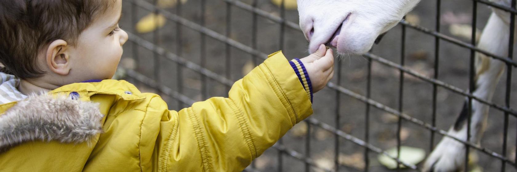 Zoologischer Garten Belgrad