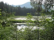 Taubensee