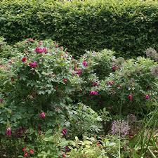 Roseraie du Val-de-Marne