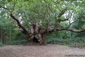 Old Knobbley