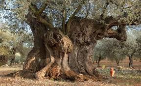 Olivos Milenarios