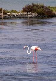 Salinas de Marchamalo y playa de Las Amoladeras