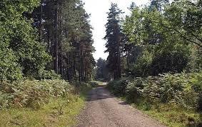 Thieves Wood