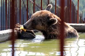 Bärenhof Berghausen