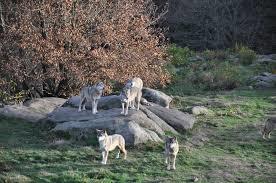 Les Loups de Chabrières