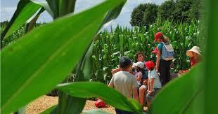 Labyrinthe Végétal Romagne