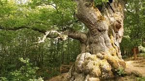 El Roblón de Estalaya