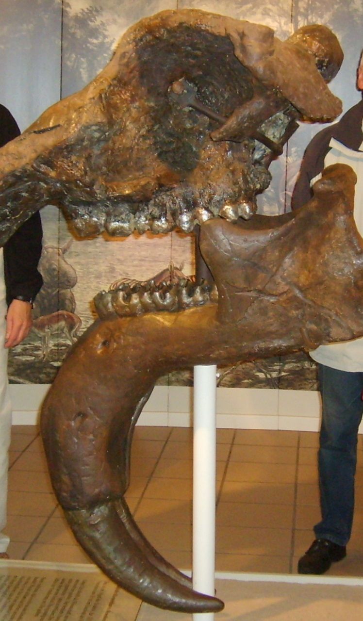 Dinotherium-Museum