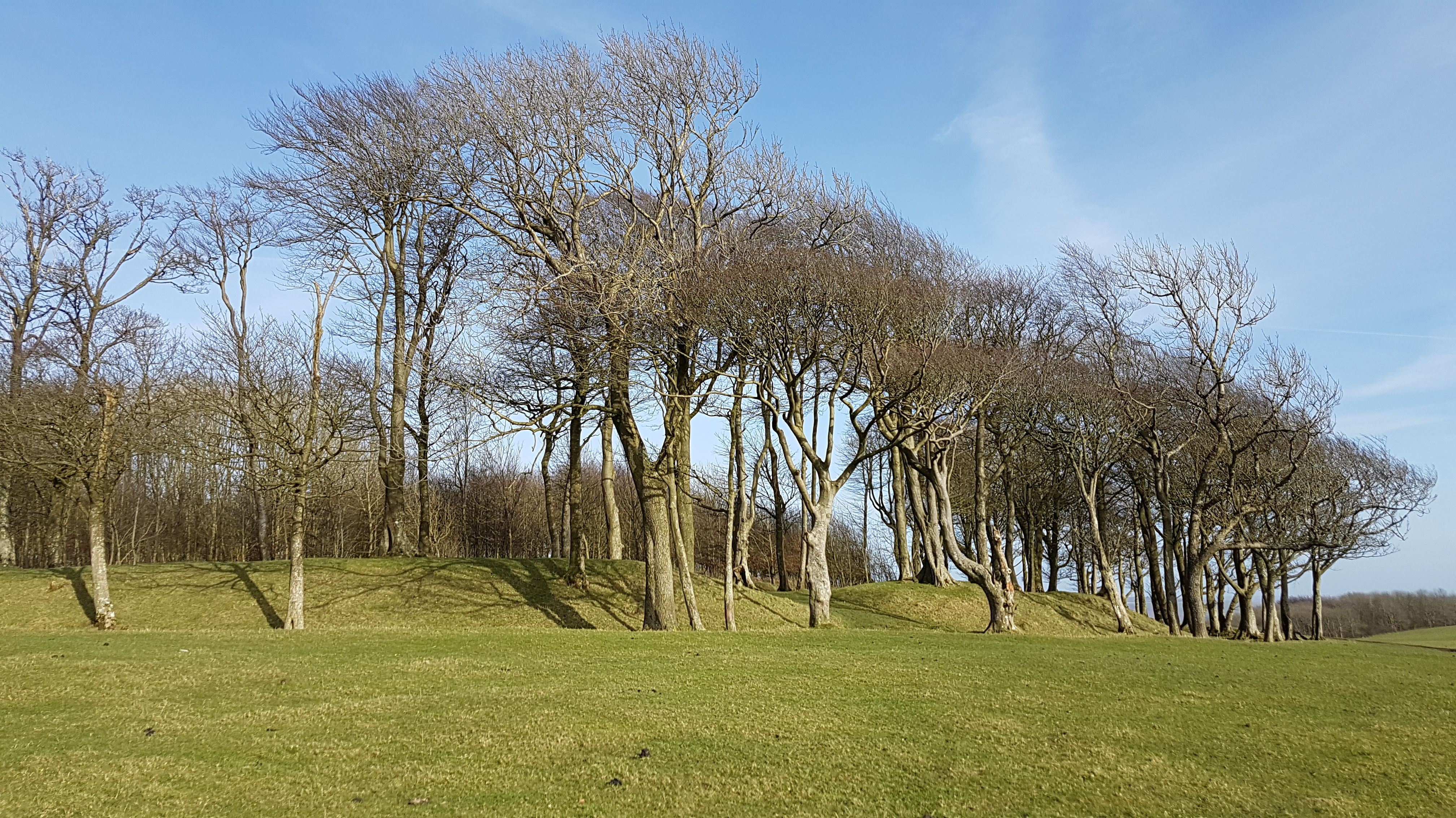 Chanctonbury Ring
