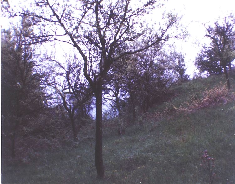 Burg Oberlauda