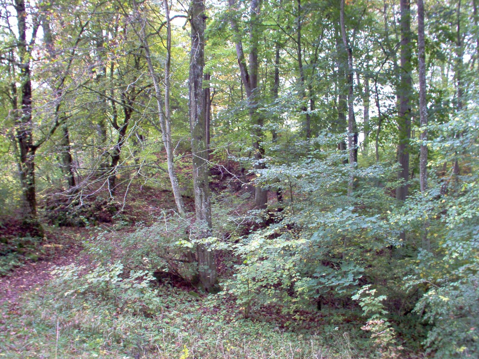Ruine Bittelschieß