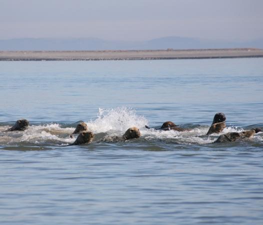 South Walney Nature Reserve