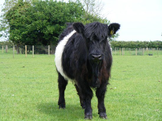 Melsop Farm Park