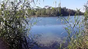 Waldsee Lauer