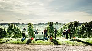 Weingut MUSTER.gamlitz GmbH