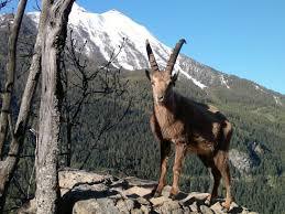 Parc animalier du Creuset