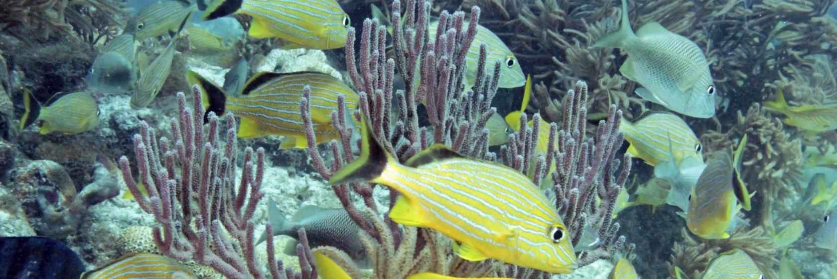 Coupon Bight Aquatic Preserve